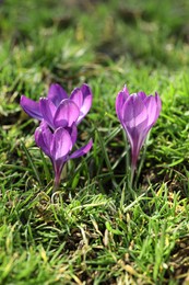 Beautiful purple crocus flowers growing in garden