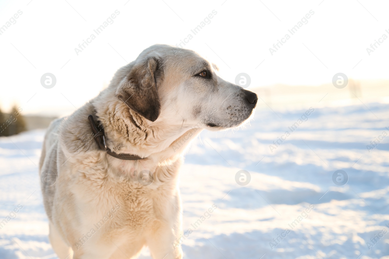 Photo of Cute dog outdoors on snowy winter day. Funny pet