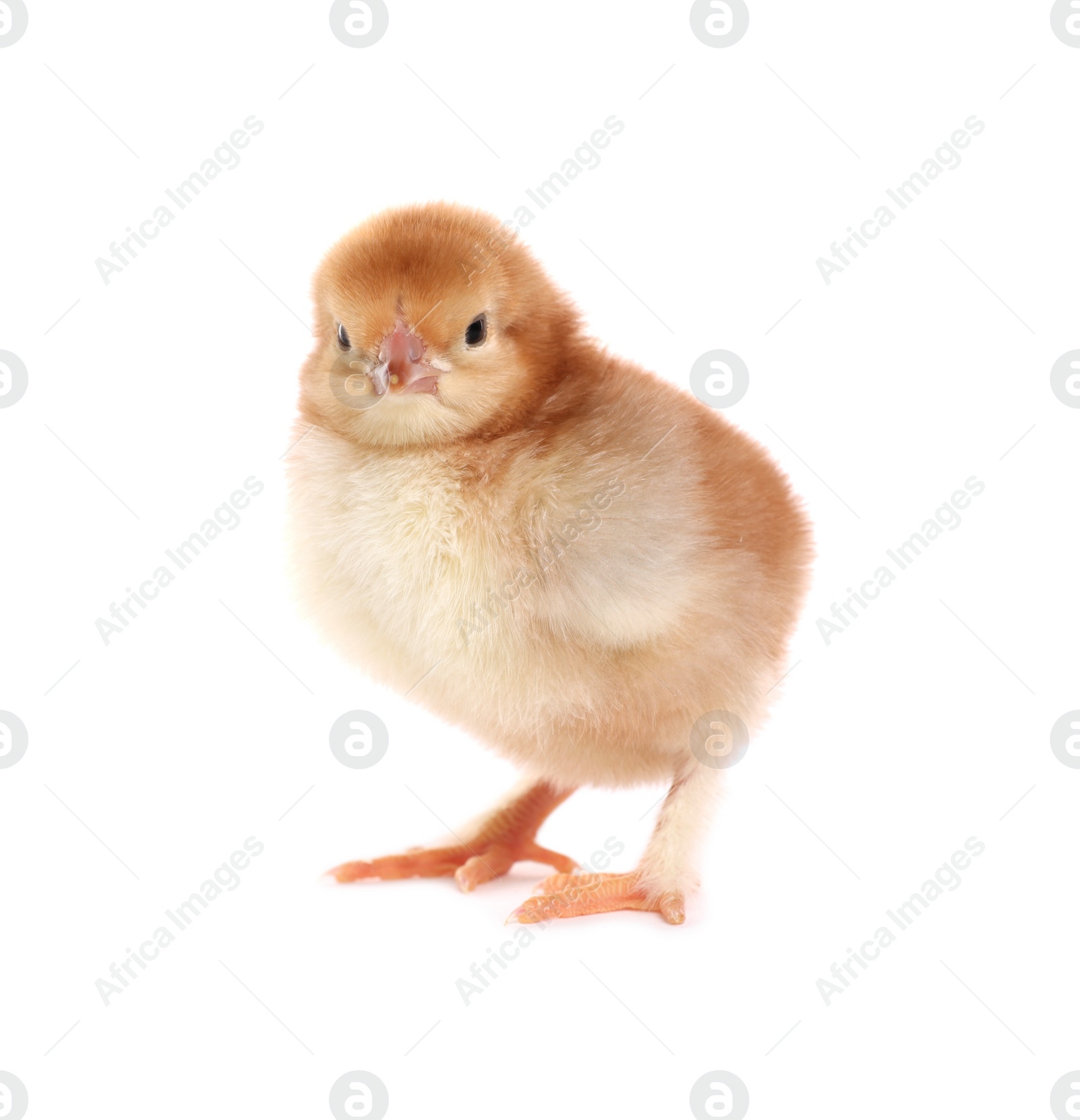 Photo of Cute fluffy baby chicken on white background