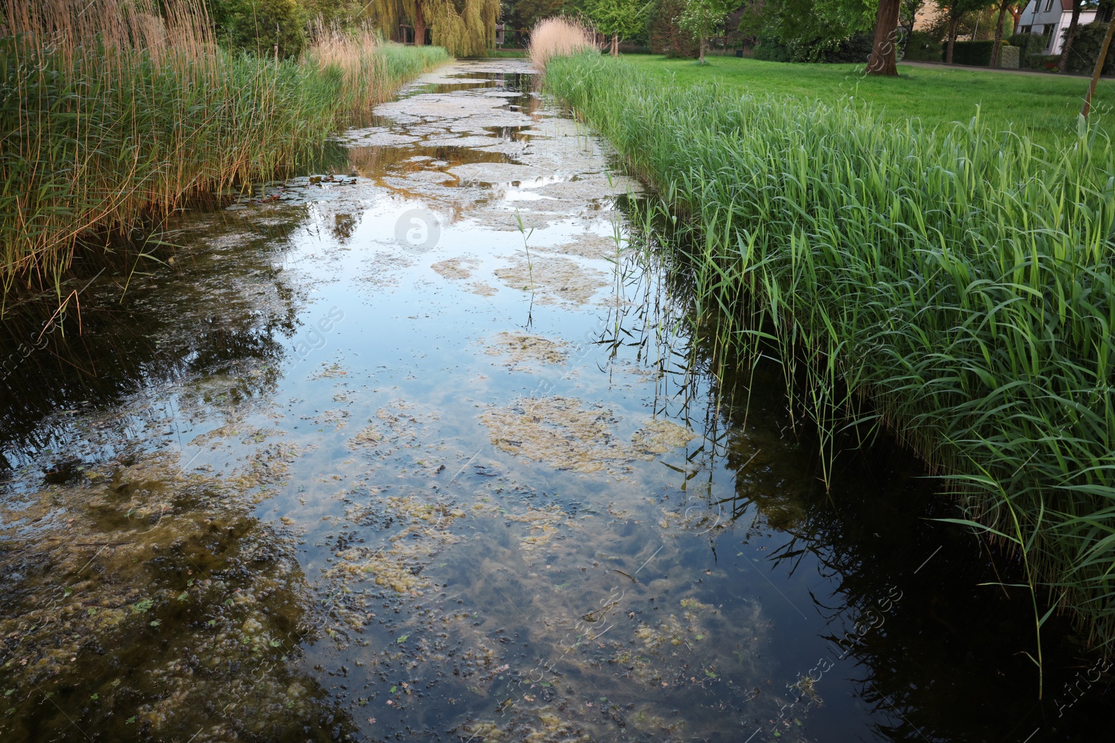 Photo of View of channel with green reeds outdoors