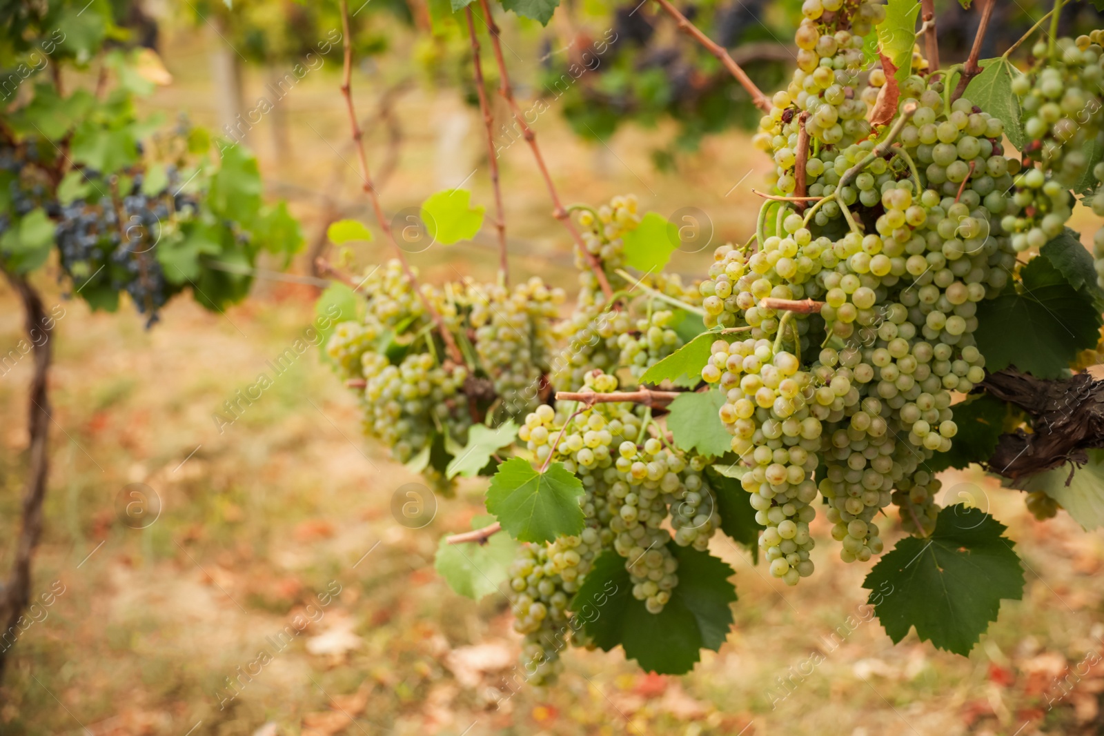 Photo of Bunch of ripe juicy grapes on branch in vineyard