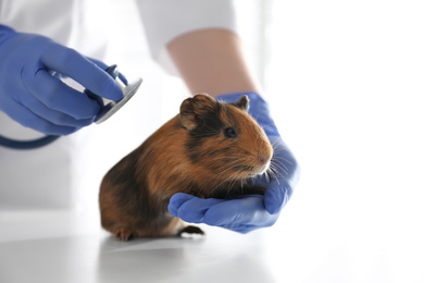 Female veterinarian examining guinea pig in clinic, closeup