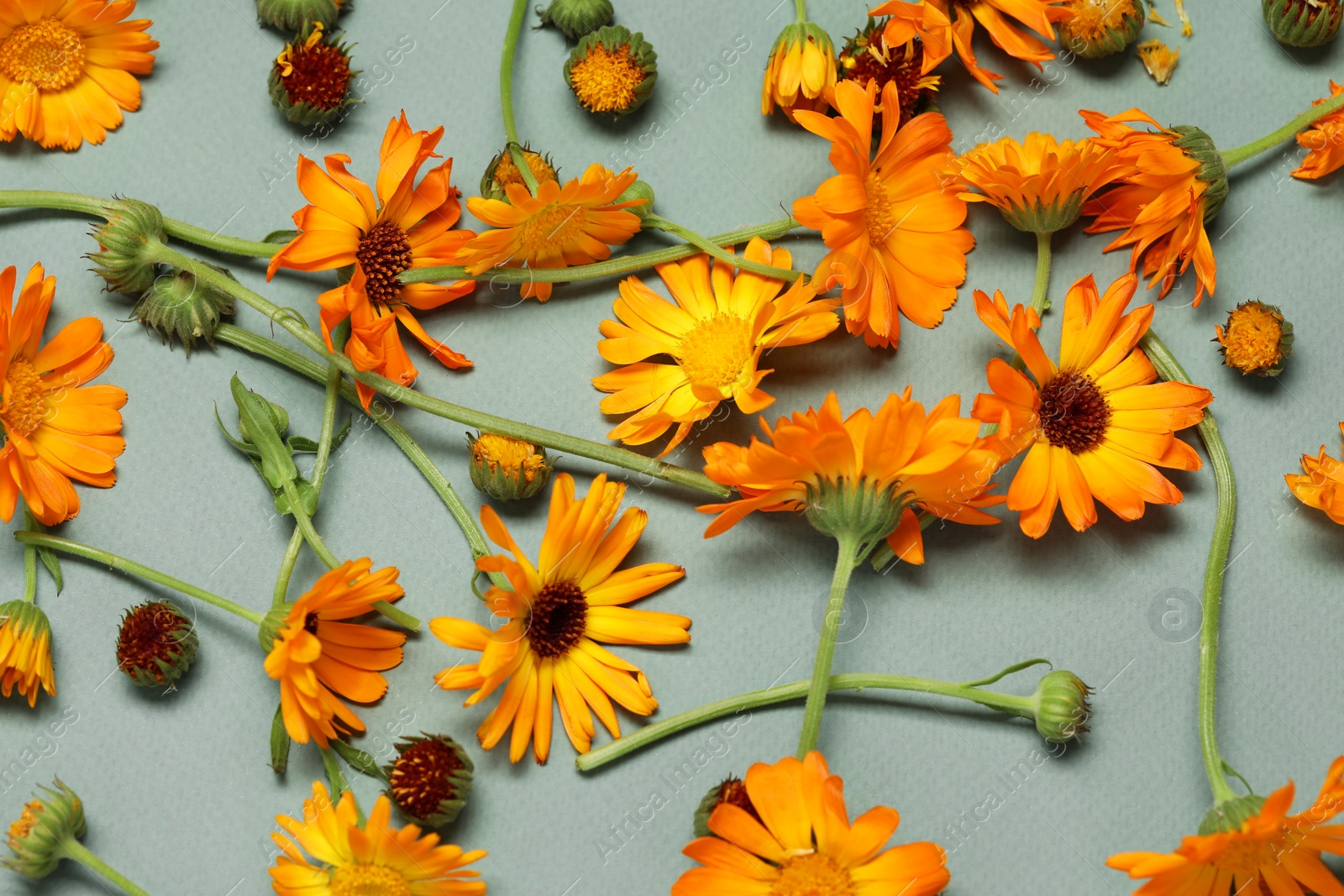 Photo of Flat lay composition with beautiful calendula flowers on color background