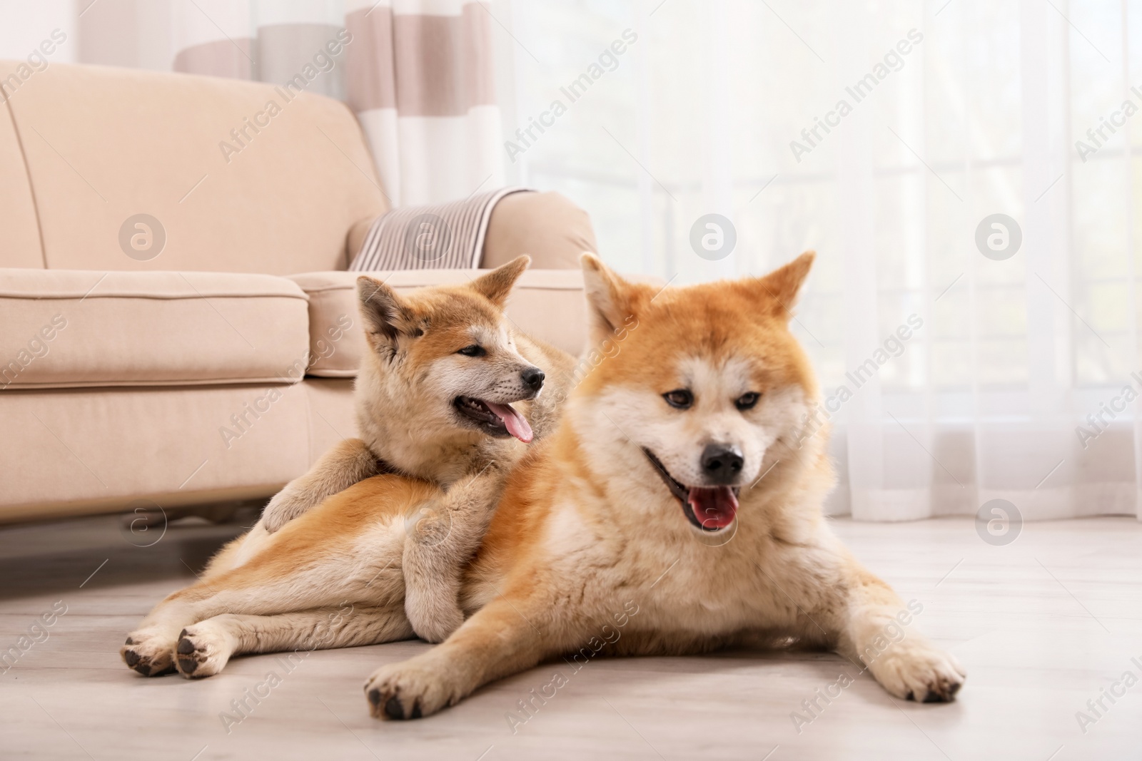 Photo of Adorable Akita Inu dog and puppy on floor in living room