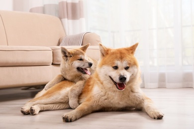 Adorable Akita Inu dog and puppy on floor in living room