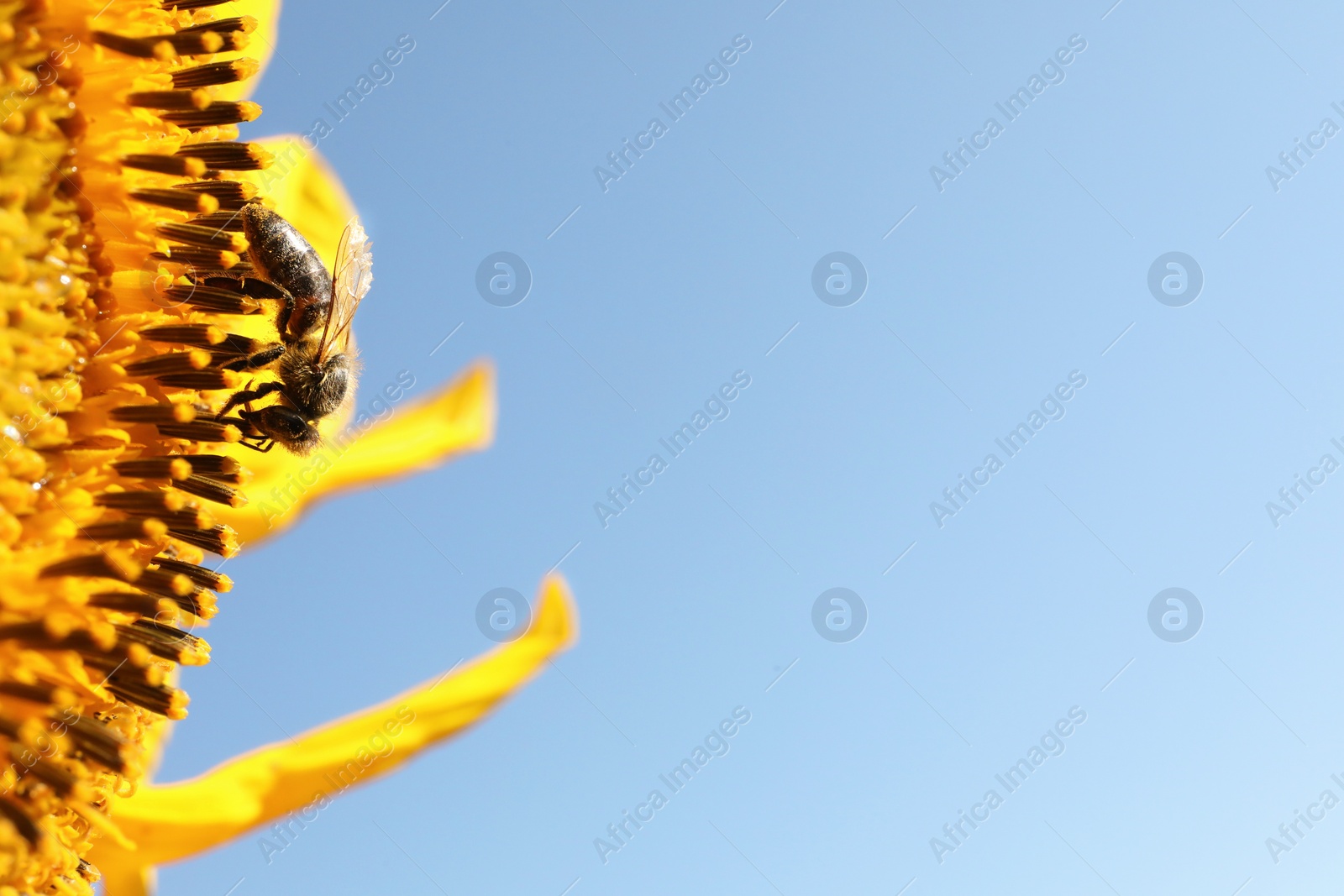 Photo of Honeybee collecting nectar from sunflower against light blue sky, closeup. Space for text