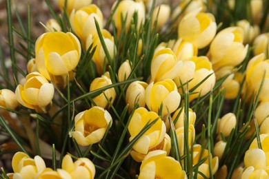 Beautiful yellow crocus flowers growing in garden, closeup