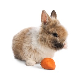 Cute fluffy pet rabbit isolated on white