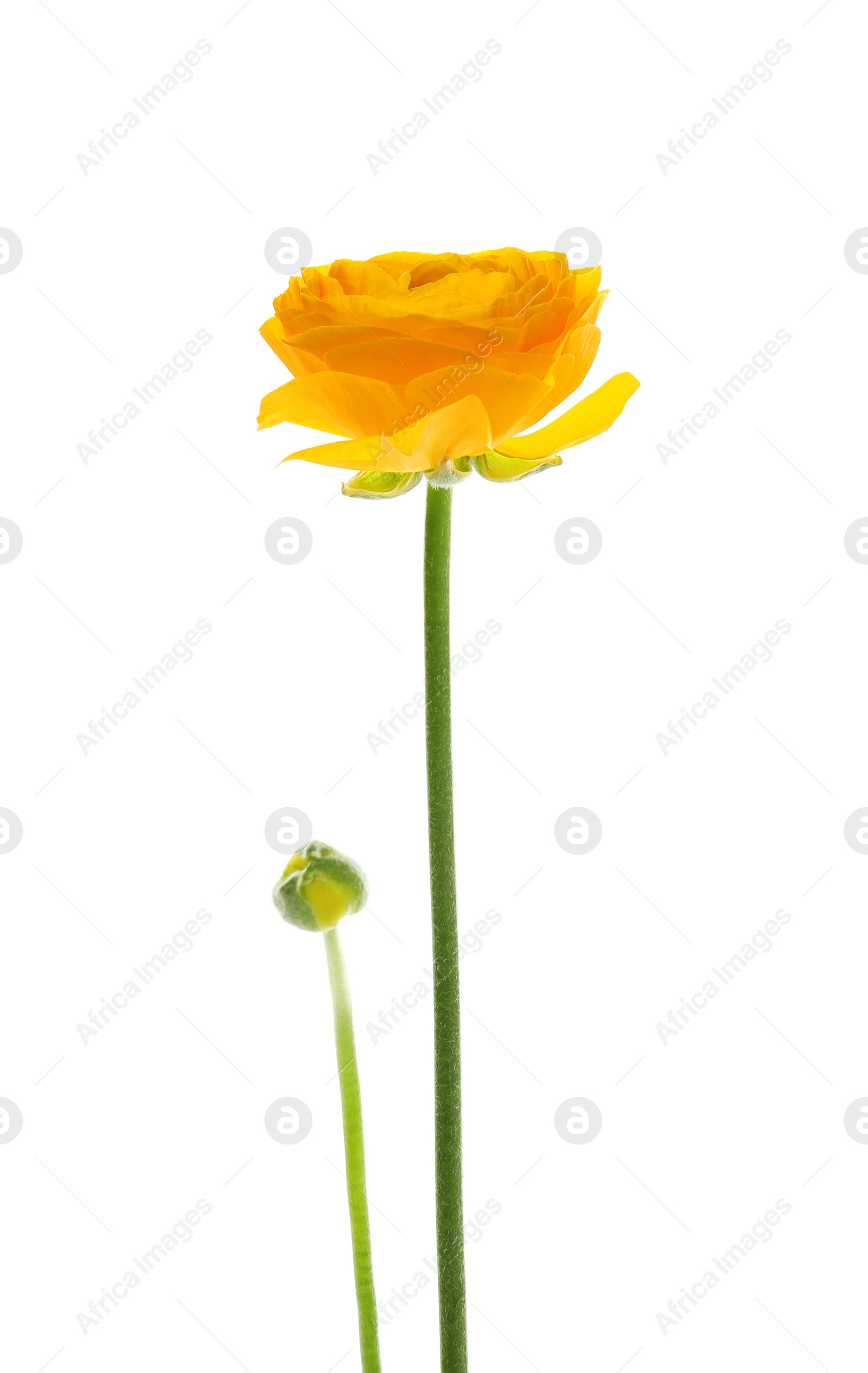 Photo of Beautiful spring ranunculus flower isolated on white