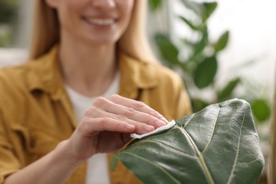 Photo of Woman wiping leaf of beautiful houseplant with cotton pad on blurred background, closeup