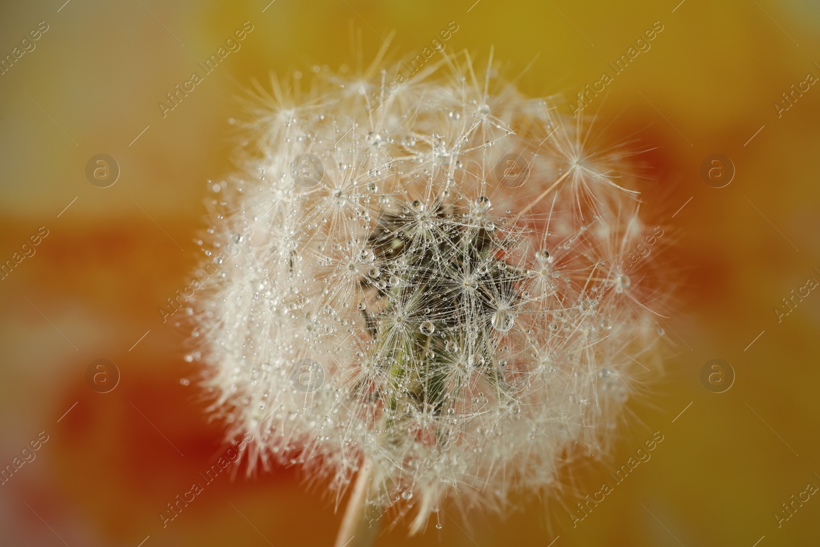 Photo of Beautiful dandelion flower with water drops on color background, closeup