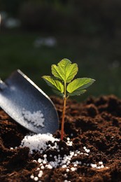 Photo of Fertilizing soil with growing young sprout outdoors, selective focus