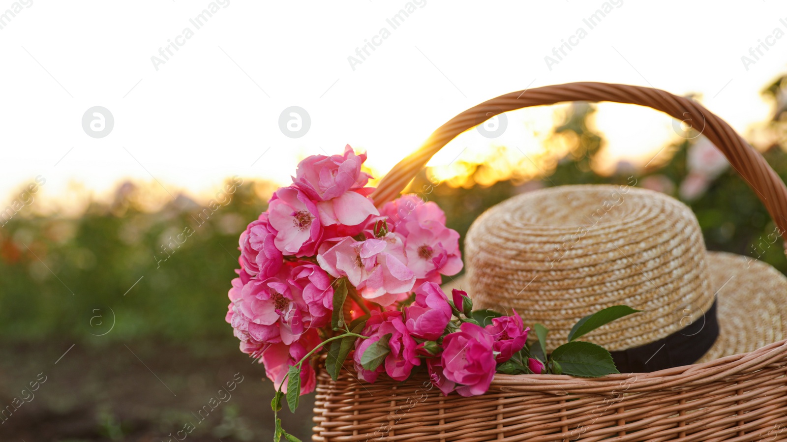Photo of Wicker basket with straw hat and roses outdoors. Gardening