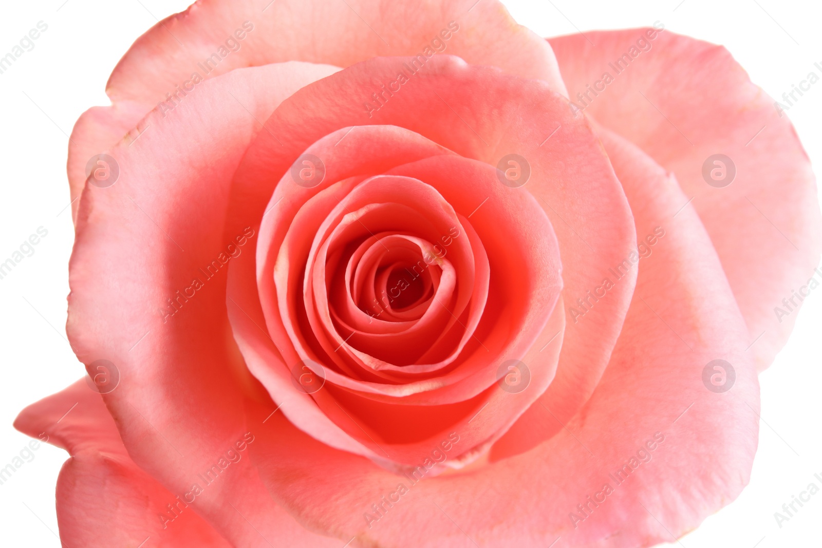 Photo of Beautiful rose flower, closeup