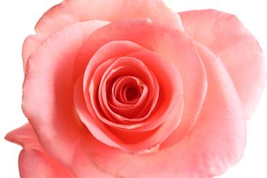 Photo of Beautiful rose flower, closeup