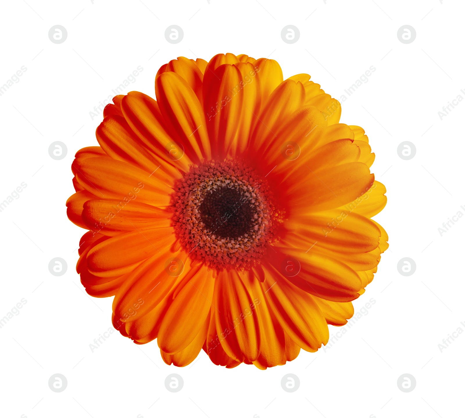 Image of Beautiful orange gerbera flower isolated on white