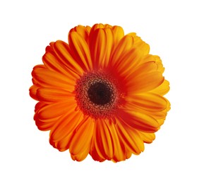 Image of Beautiful orange gerbera flower isolated on white