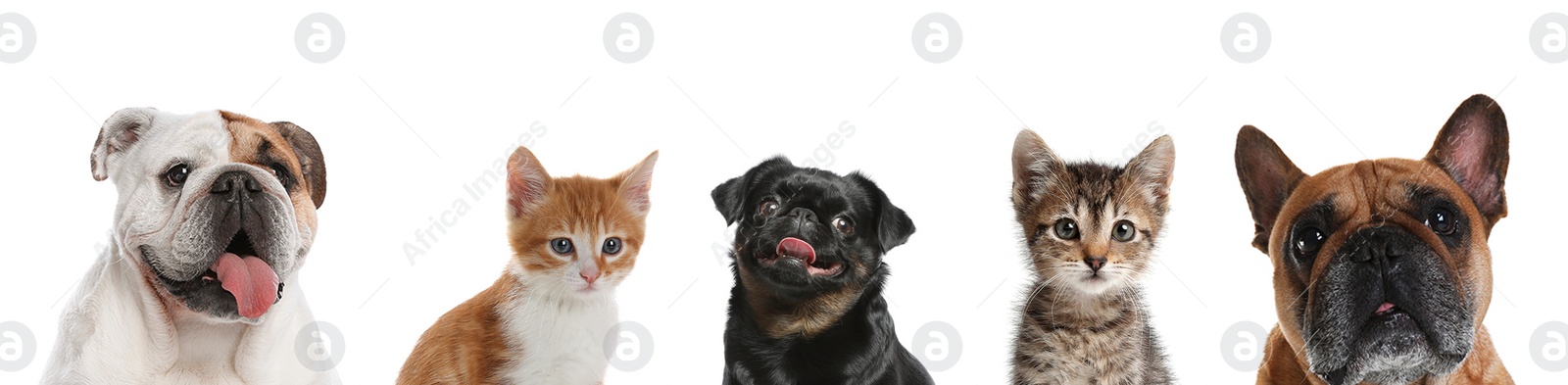 Image of Cute funny cats and dogs on white background. Banner design