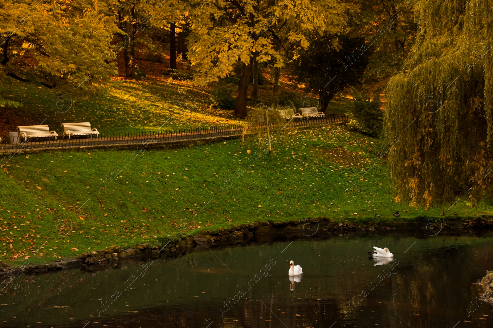 Photo of Beautiful swans in lake and trees in park