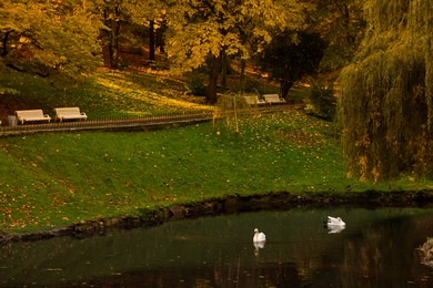 Photo of Beautiful swans in lake and trees in park