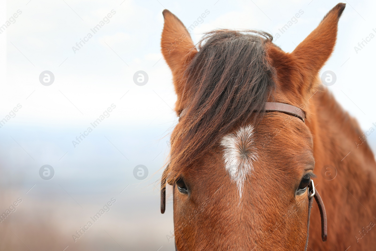 Photo of Adorable chestnut horse outdoors, closeup with space for text. Lovely domesticated pet