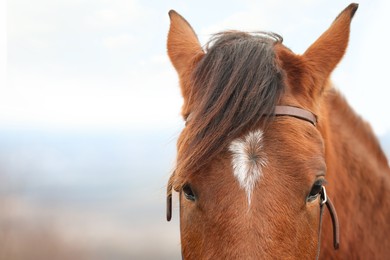 Photo of Adorable chestnut horse outdoors, closeup with space for text. Lovely domesticated pet