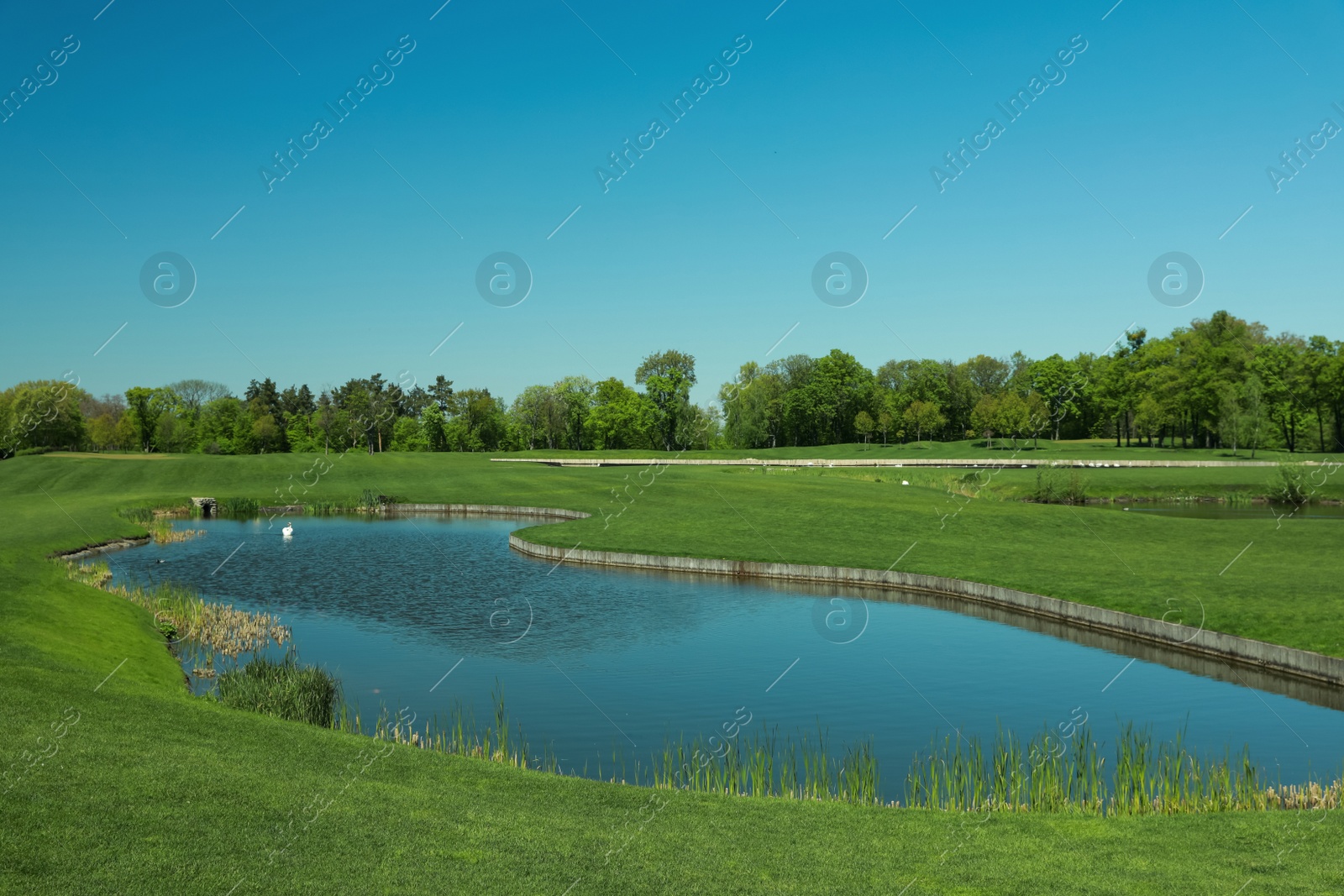 Photo of Picturesque view of beautiful park with fresh green grass and pond