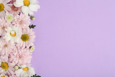 Photo of Beautiful chrysanthemum flowers on violet background, flat lay. Space for text