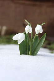 Beautiful blooming snowdrops growing in snow outdoors. Spring flowers