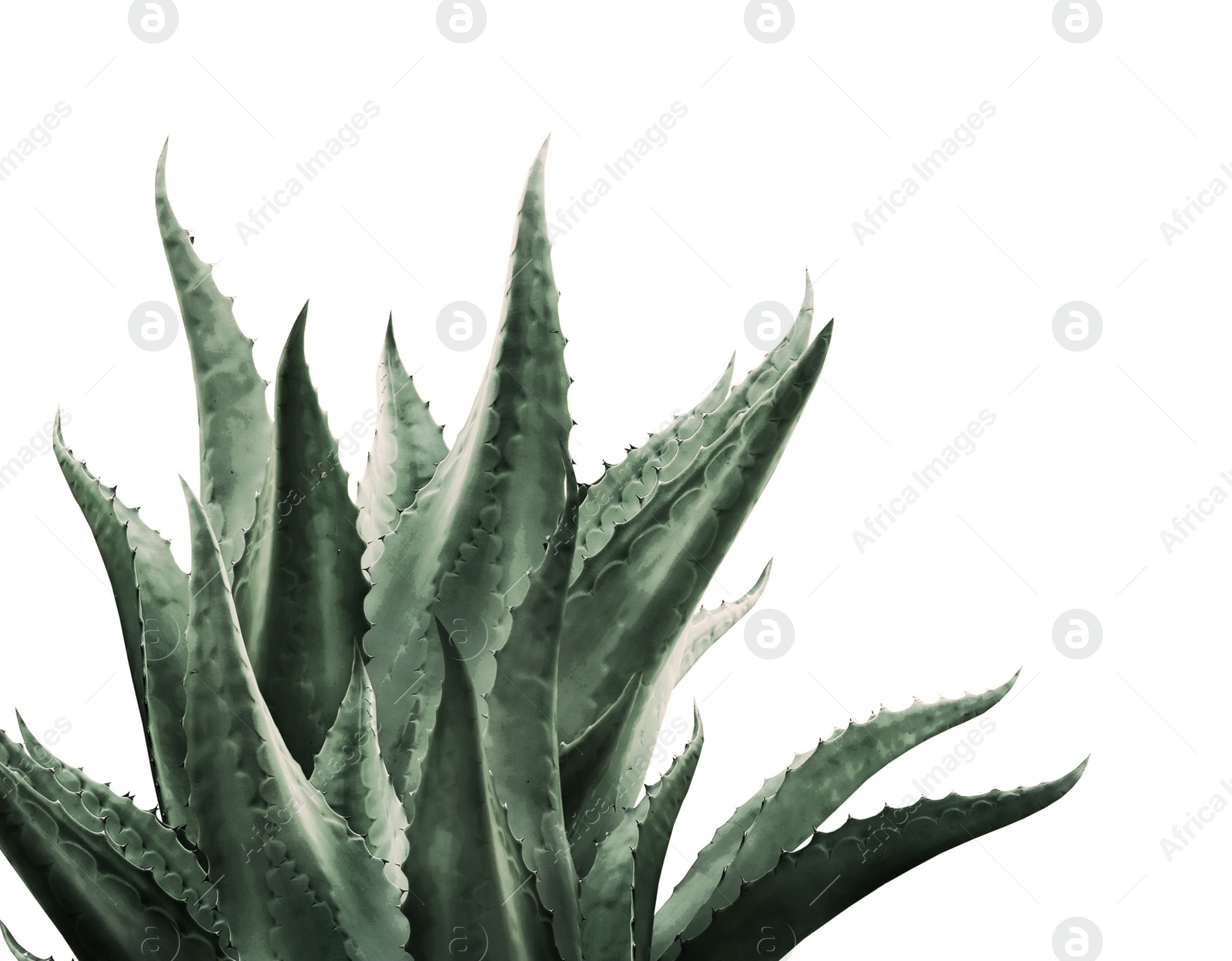 Image of Beautiful agave plant on white background, color toned