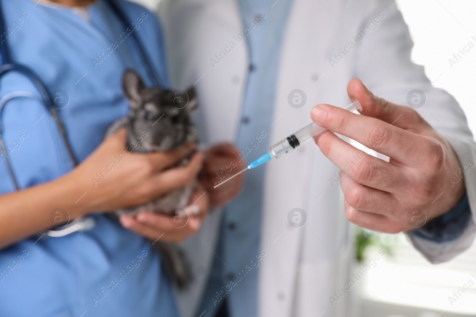 Photo of Professional veterinarians vaccinating chinchilla in clinic, closeup