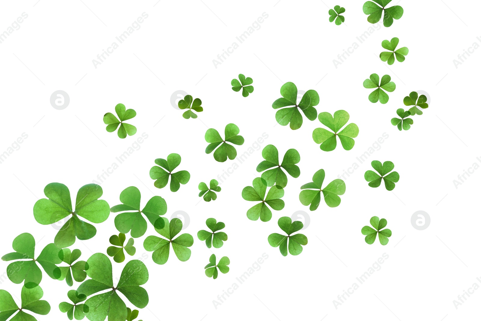 Image of Fresh green clover leaves on white background. St. Patrick's Day 