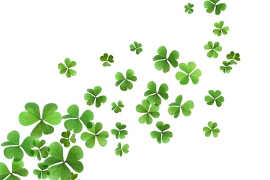 Image of Fresh green clover leaves on white background. St. Patrick's Day 