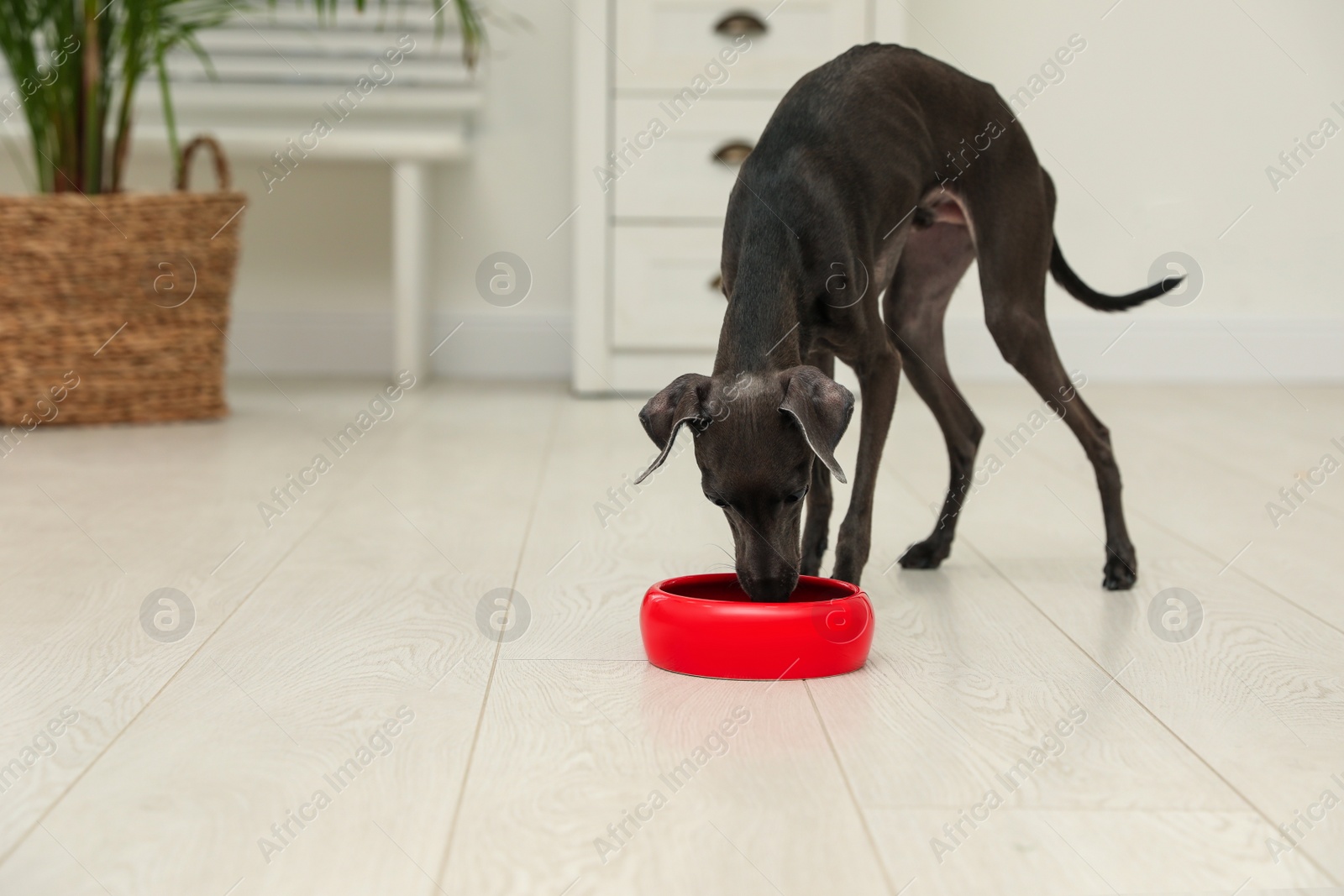 Photo of Italian Greyhound dog eating from bowl at home