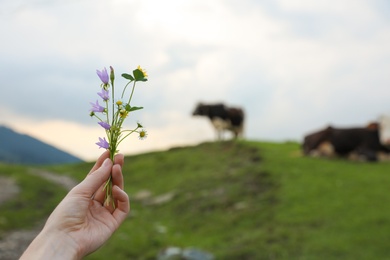 Photo of Woman holding blooming meadow flowers outdoors, closeup with space for text