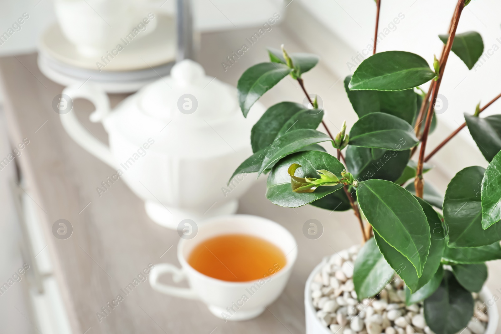 Photo of Tea plant with green leaves and hot drink on table