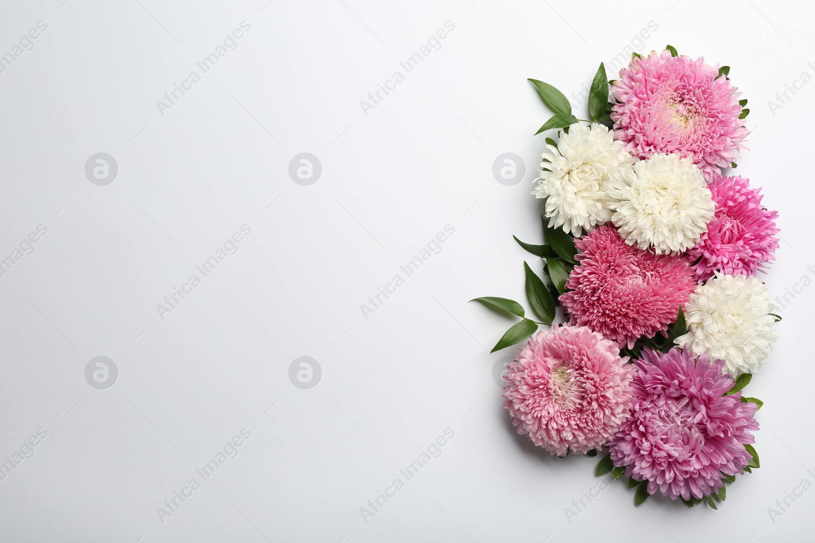 Photo of Beautiful asters and space for text on white background, top view. Autumn flowers