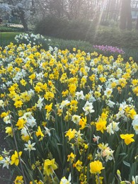 Photo of Beautiful colorful daffodil flowers growing in park