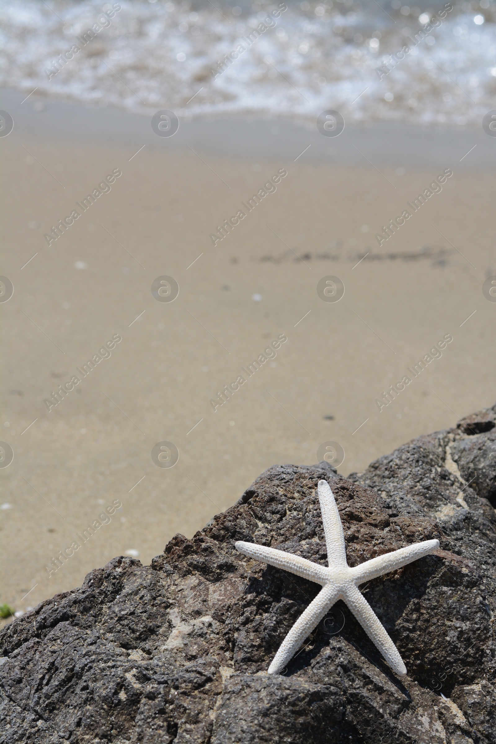 Photo of Beautiful starfish on black stone near sea, space for text