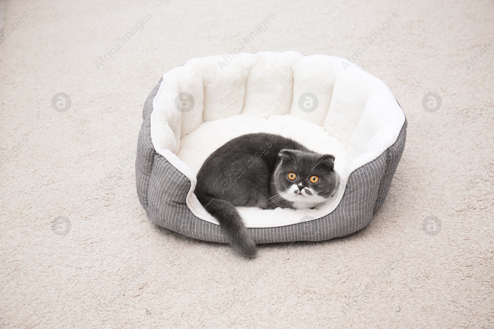 Photo of Cute cat resting on pet bed at home