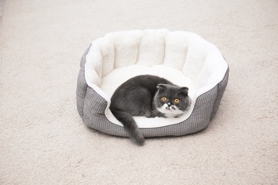 Cute cat resting on pet bed at home