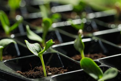 Seedling tray with young vegetable sprouts, closeup