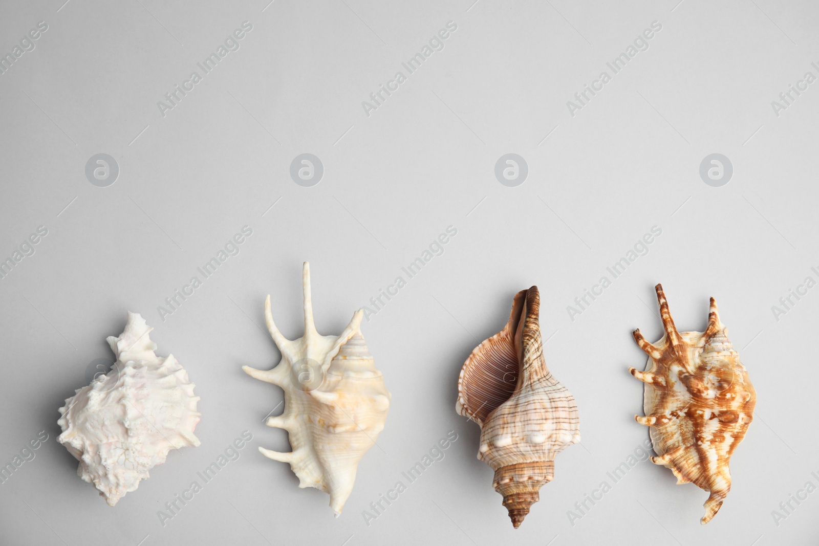 Photo of Different beautiful sea shells on light grey background, flat lay. Space for text