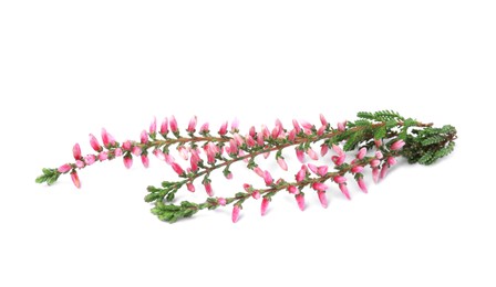 Photo of Branches of heather with beautiful flowers on white background