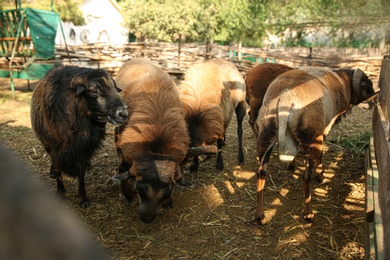 Beautiful brown sheep in yard. Farm animals