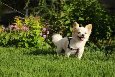 Cute Chihuahua with leash on green grass outdoors. Dog walking
