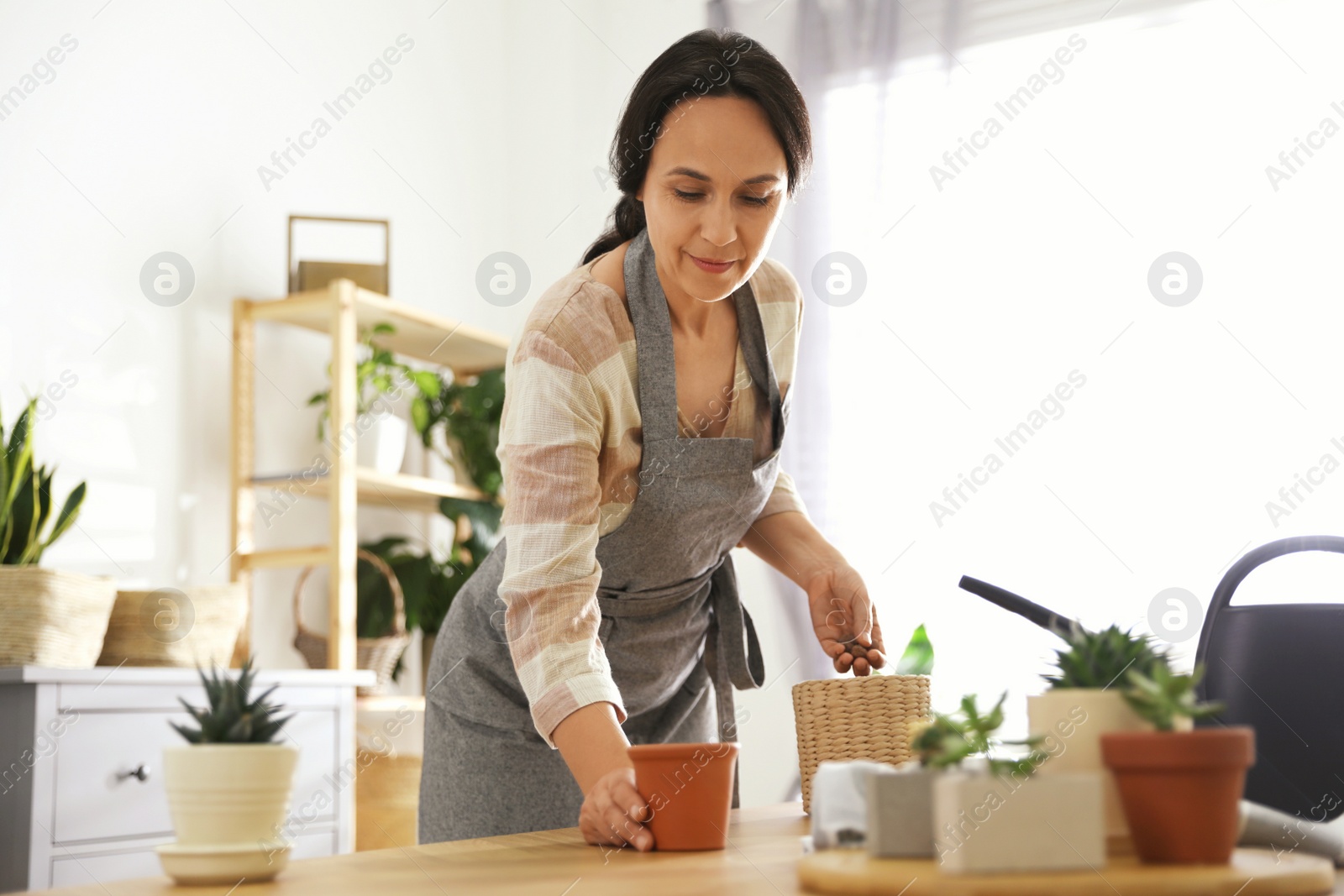 Photo of Mature woman potting plant at home. Engaging hobby