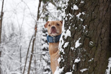 Cute ginger dog near tree in snowy park, space for text