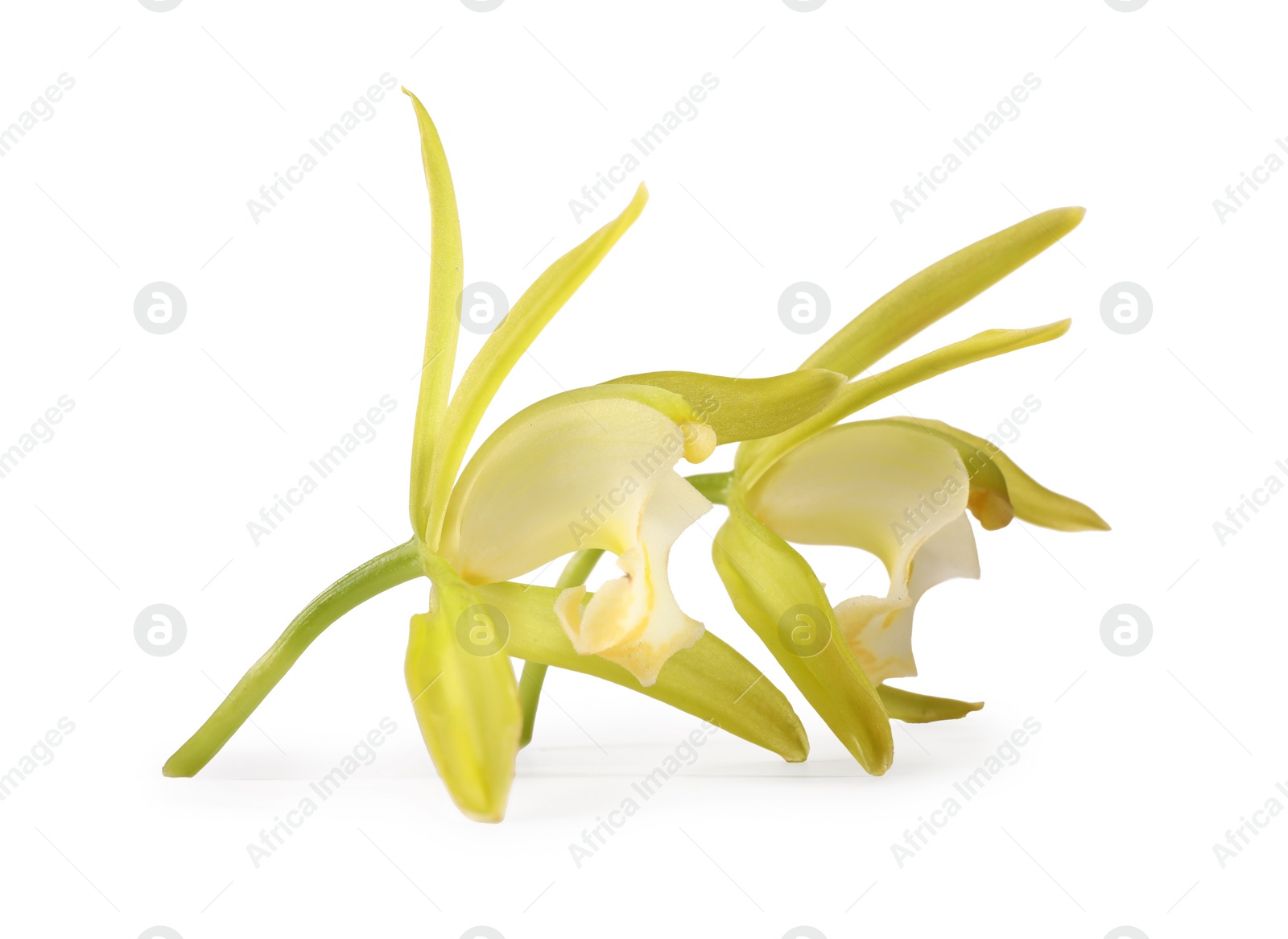 Photo of Yellow vanilla orchid flowers isolated on white