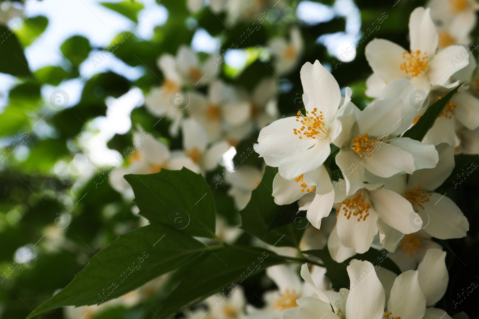 Photo of Beautiful blooming white jasmine shrub outdoors, closeup. Space for text